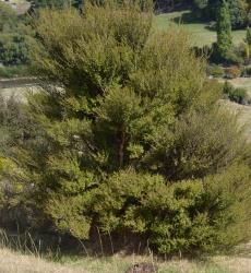 Image: P.B. Heenan © Landcare Research 2015 